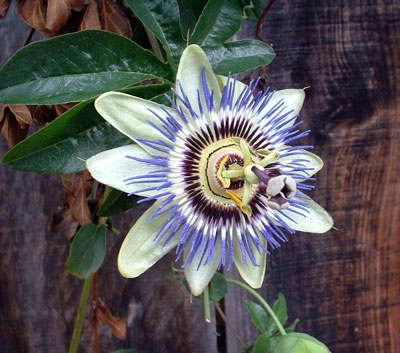 a crazy unknown flower from Oakland, CA